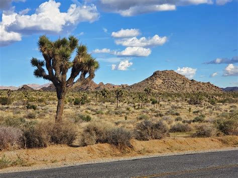 Driving Through Joshua Tree National Park: Things to See in One Day