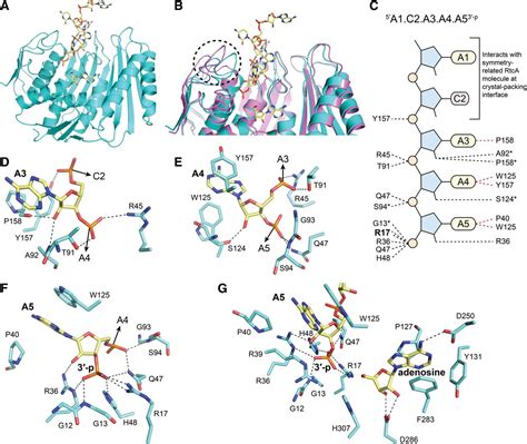 Structure of RNA 3′-phosphate cyclase bound to substrate RNA