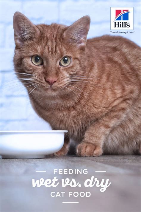 Should You Feed Wet or Dry Cat Food? | Hill's Pet | Dry cat food, Cat ...