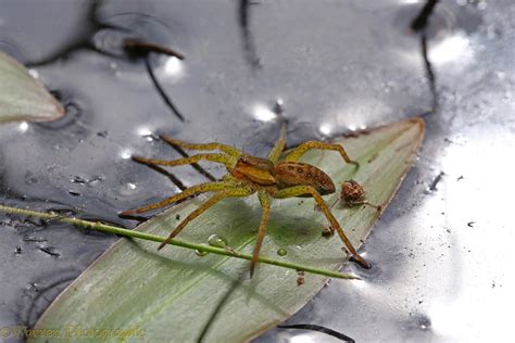 Raft spider photo WP40757