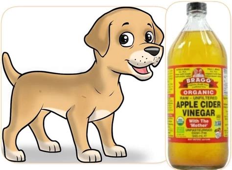 Apple Cider Vinegar for Dog Itching?