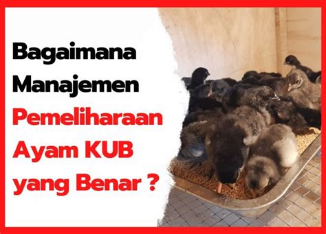 Cara Menentukan Ukuran Kandang Ayam Joperkampung Super Hobi Ternak