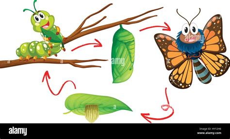 Butterfly life cycle diagram illustration Stock Vector Image & Art - Alamy