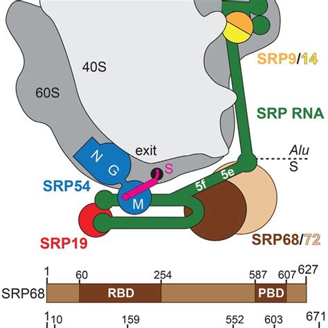 Pdf Structures Of Human Srp72 Complexes Provide Insights Into Srp Rna