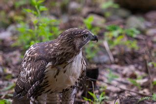 Portrait Of Red Tailed Hawk With Prey Buteo Jamaicensis Flickr