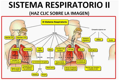 Partes Y Funciones Del Sistema Respiratorio Descubre Cuales Son Images