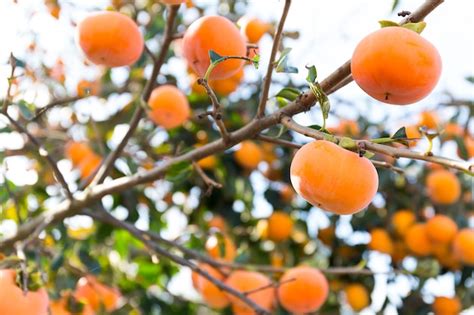 Premium Photo | Persimmon fruit on tree