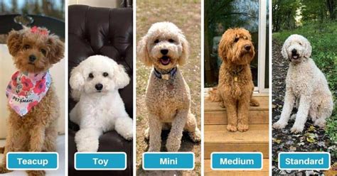 Goldendoodle Size Full Grown How Big Do Goldendoodles Get Teacup