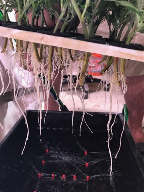 Root Porn Mammoth Clones R Microgrowery