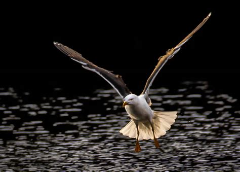 Fond d écran eau ailes en volant faune Suède le bec Mouche