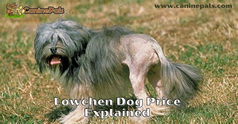 Lowchen Dog Price - Canine Pals