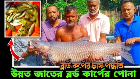 ব্লাড কাপ মাছের পোনা । ব্লাড কাপ মাছের চাষ পদ্ধতি। বাংলার মৎস্য খামার