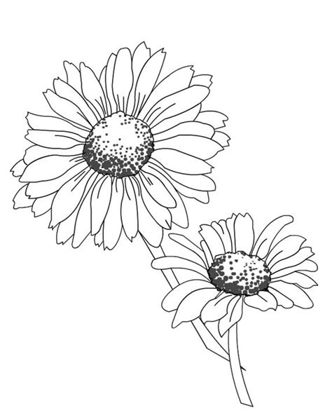 Coloriage Fleurs Marguerites couleur dessin gratuit à imprimer