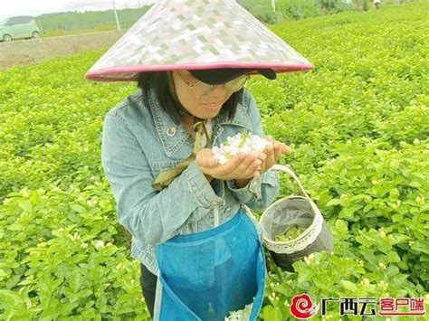 横州市：茉莉花飘香 花农采茶忙