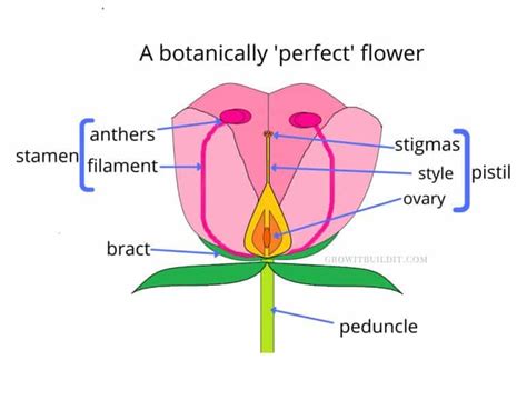 Floral Structures Growit Buildit