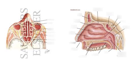 Sphenoid Sinuses Diagram Quizlet