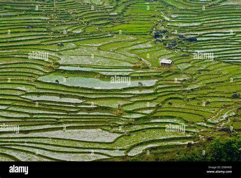 Aerial Landscape Green Fields Hanoi Hi Res Stock Photography And Images