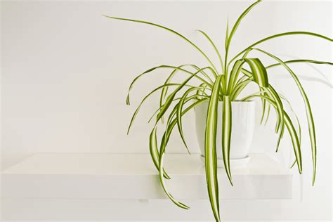 10 Best Indoor Plants For Oxygen