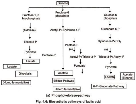 Lactic Acid Production - Biology Notes Online