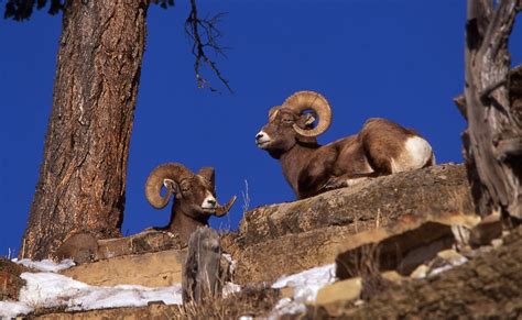 Fotos Gratis Naturaleza Desierto Nieve Mirando Fauna Silvestre