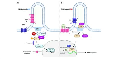 Overview Of Canonical Shh Signaling A Representative Signaling