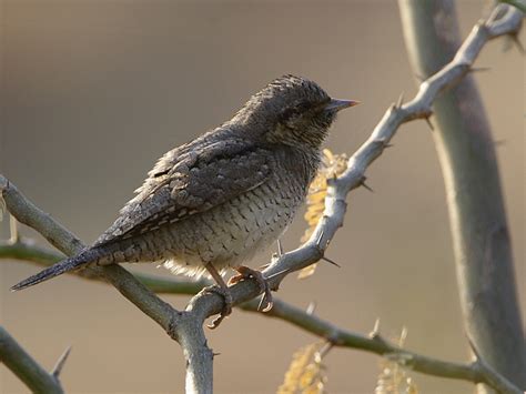 Eurasian Wryneck - Birds World