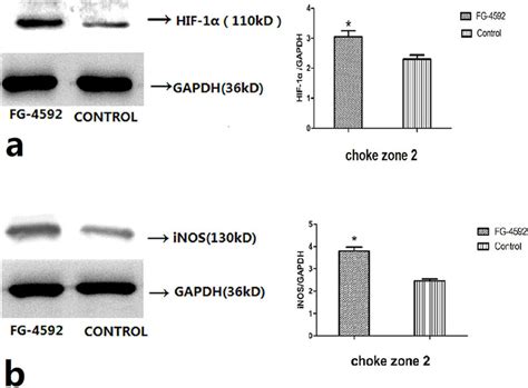 Hif And Inos Expression A Fg Promotes Stabilization And