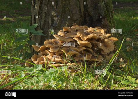 Armillaria Mellea Tambi N Conocido Como Hongo De La Miel Es Un Hongo