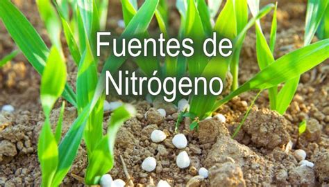 Principales fertilizantes Fuentes de Nitrógeno InfoAgronomo