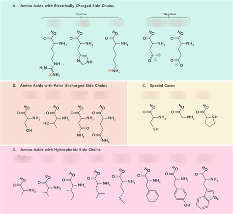 Amino Acids Diagram Quizlet