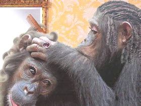 All Funny: Funny Monkey Hairstyles 2012