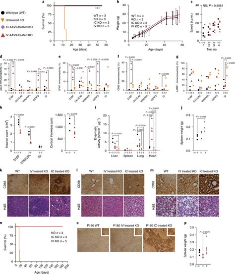 Intracerebroventricular And Intravenous Gene Therapy In Neonatal Ngd