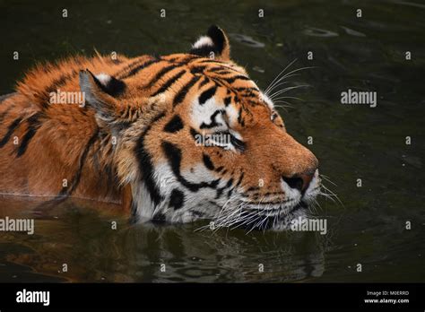 Siberian Amur Tiger Swimming In Water Stock Photo Alamy