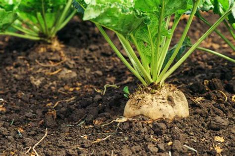 How To Grow Sugar Beets Gardener S Path Gardenerpath