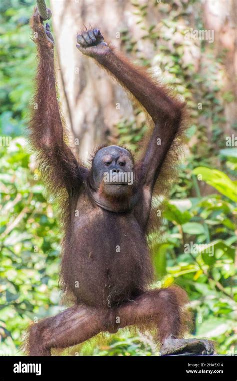 Bornean orangutan Pongo pygmaeus in Sepilok Orangutan Rehabilitation ... 
