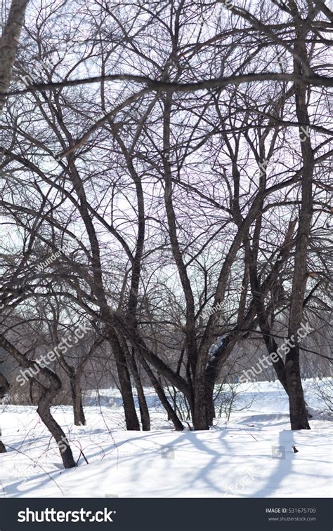 Naked Trees Park Winter Stock Photo Shutterstock
