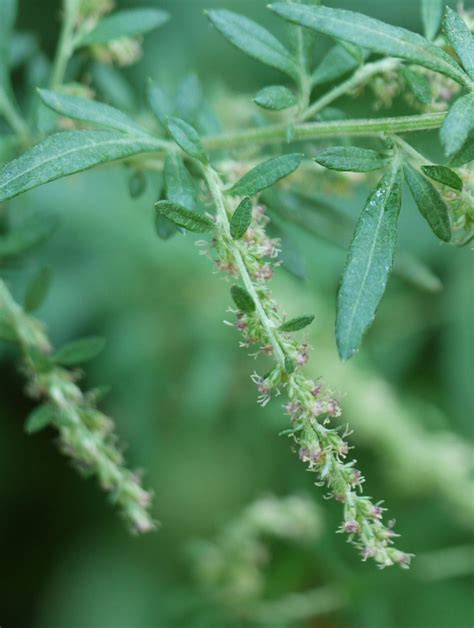 Mugwort | Identify that Plant