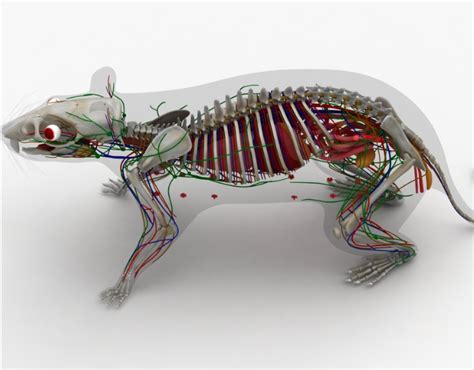 Male & Female Rat Anatomy | BioLEAP