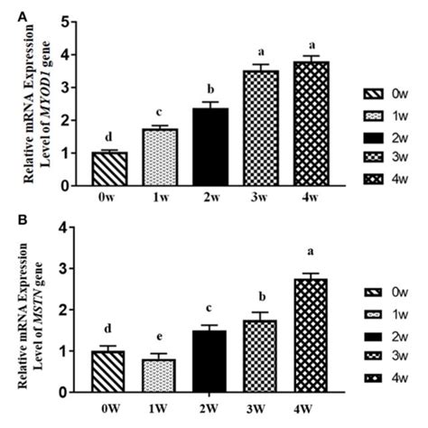 Relative Mrna Expression Levels Of Myogenic Differentiation Myod