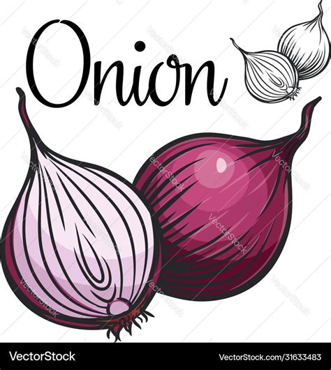 Onion Drawing Icon Royalty Free Vector Image VectorStock