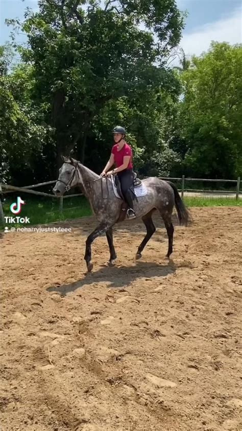 my tiktok!! [Video] | Horse life, Show horses, Horse lover