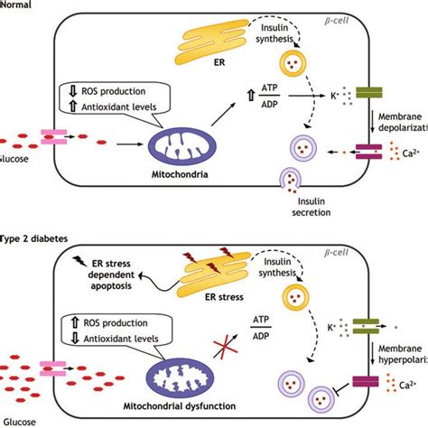 B Cell Function In Normal Conditions And In Type 2 Diabetes Pathology