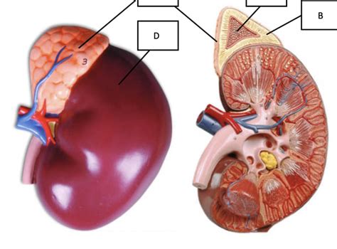 Adrenal Gland Diagram Quizlet