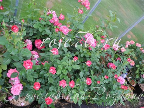 Ярославский Розарий, розы76, Саженцы роз в Ярославле, купить саженцы ...