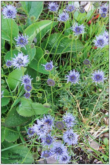 Irish Wildflowers - Sheeps-bit