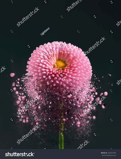 flower exploding stock  images photography shutterstock