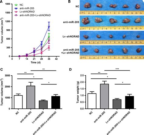 Knockdown Of Norad Suppresses Tumor Growth In Nude Mice A Growth