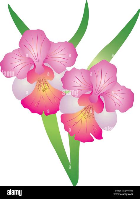 La Flor Nacional De Singapur Vanda Miss Joaquim Orchid Ilustración En