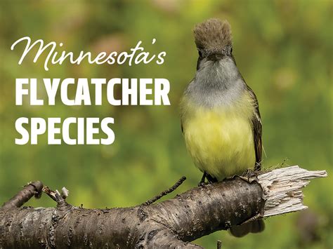 Minnesotas Flycatcher Species All Seasons Wild Bird Store