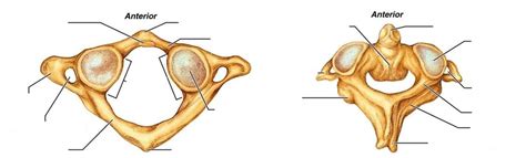 Vertebras Atlas And Axis Diagram Quizlet